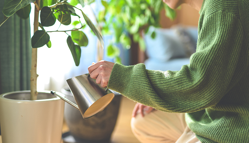 あなたの植物、もう枯らしません