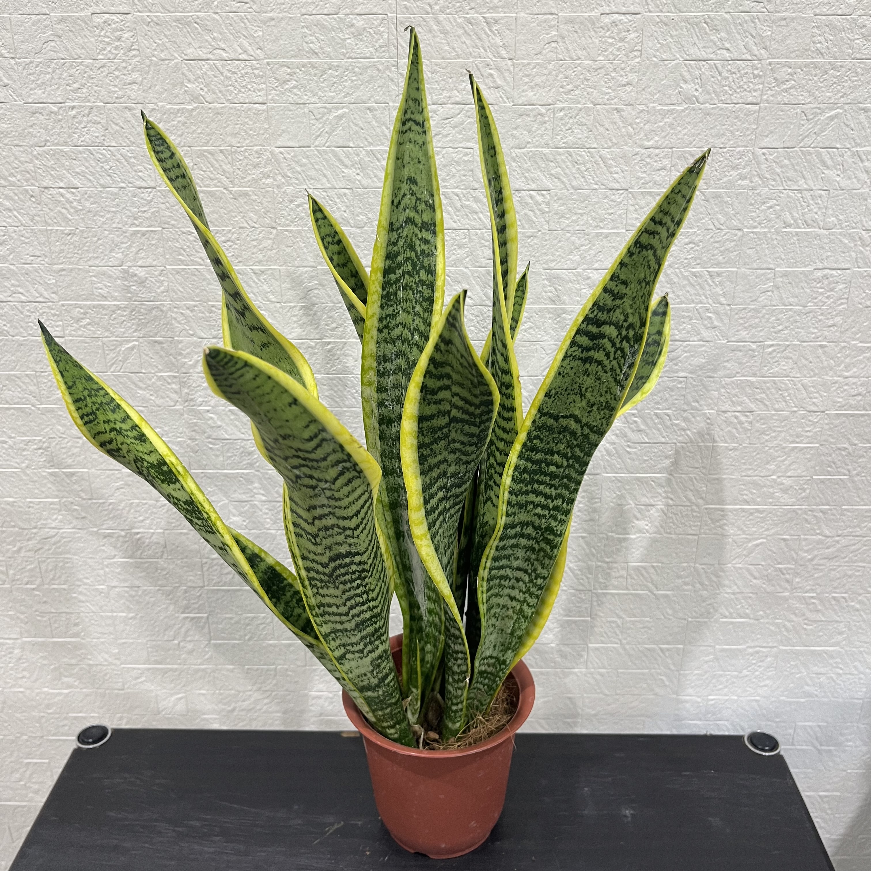 サンセベリアの増やし方｜株分け・挿し木で失敗しない繁殖テクニック